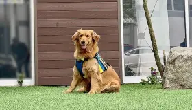 Brinda apoyo canina en juicio por delitos sexuales