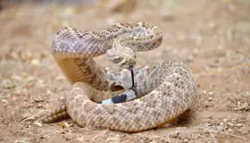 Alertan ante inicio de actividad de serpientes en Sonora y Arizona