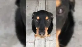 Dictan sentencia a agresor de perrito “Sbanch”