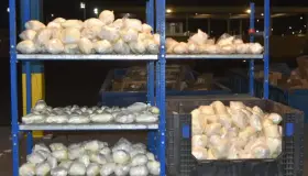 Decomisan carga millonaria de metanfetamina en la frontera con Tamaulipas