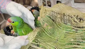 Incauta la CBP aves protegidas en la frontera de Nogales