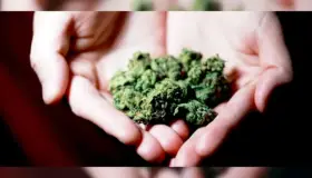 Aprueban cultivo y portación de mariguana en Alemania