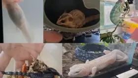 Tuvieron animales comportamientos raros con el eclipse: veterinario