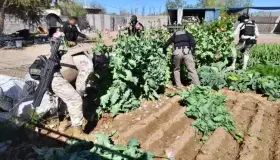 Aseguran amapola tras cateo en Altar, Sonora