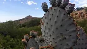 Concluye Tesorería plan de pagos sobre el Centauro de la Frontera