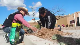 Reforestan colonia citadina