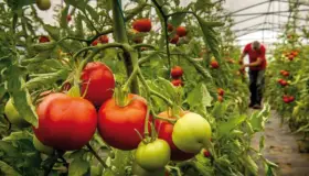 Inminente arancel al tomate