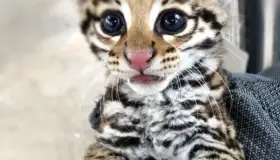 Nace en Arizona Ocelote, unaespecie en peligro de extinción