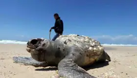 Cambio climático afecta a especies marinas, alertan expertos
