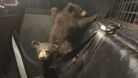 Atropellan y matan a osa madrey deja en orfandad tres cachorros