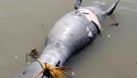 Sigue emergencia en Tabasco por muerte de manatíes