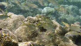 Alertan científicos por extinción de un millón de especies