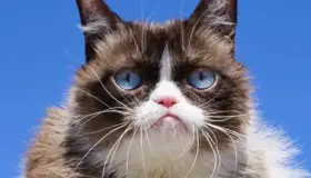 Muere la famosa gatita &#039;Grumpy Cat&#039;