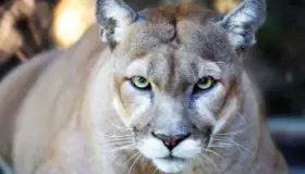 Asesinan a león en Arizona