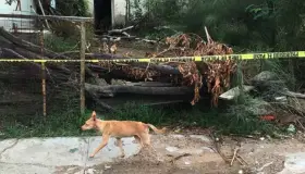 Perros salvajes devoran a dos hombres en la costa de Hermosillo