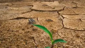 Bosques del Planeta en peligro por cambio climático: ONU