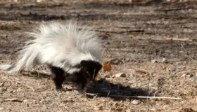 Detectan dos zorrillos con rabia