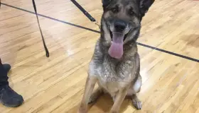 Se retira agente canino &#039;Tractor&#039;