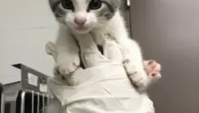 Informan sobre brote de rabia en Arizona