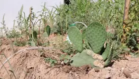 Mejorarán programas con Agricultura Urbana