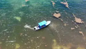Playa del Carmen transformada en pantano por sargazo