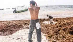 Llaman expertos a emergencia nacional por sargazo