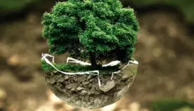 Día Mundial del Árbol; es momento de plantar uno