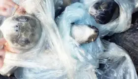 Detienen a dos con especies marinas