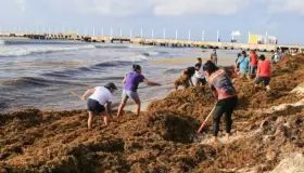 Sargazo, terror en QRoo, esperanza contra el cáncer: IPN