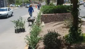 Reforesta Imagen Urbana El Greco