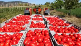 Incertidumbre de productores