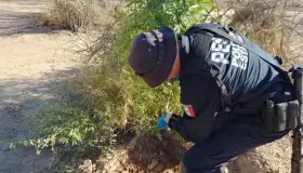 Detectan plantas de marihuana