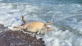 Tortuga, lobo marino y peces muertos tras derrame tóxico de Grupo México
