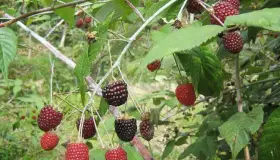 Promueven proyectos productivos