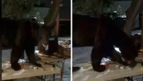 VIDEO: Se cuela oso a carne asada 