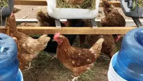 Implementa Itama programa productivo