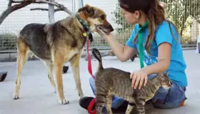 Trabajan en Ley de Protección Animal