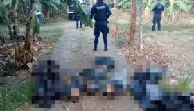 Hallan cinco cuerpos embolsados en Veracruz