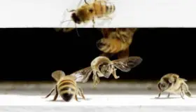 Muere septuagenario atacado por abejas