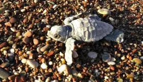 Modifica Trump ley de especies protegidas en EU