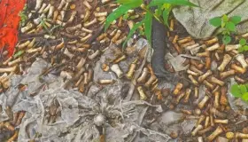 Hallan más de 2 mil fragmentos de huesos en Culiacán 