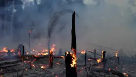 Cumbre sobre la Amazonia se realizará por videoconferencia