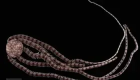 Descubren esta nueva especie marina en México