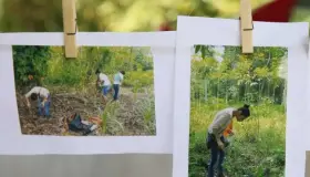 Cambian enervantes por árboles en ‘Triángulo Dorado’