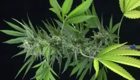 Firme la lucha para venta de marihuana