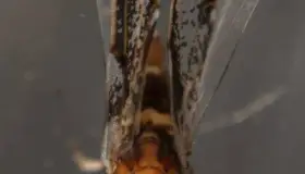 Alertan sobre artículos prohibidos