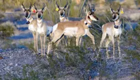 Reintroducirán berrendos en la zona de “El Pinacate”
