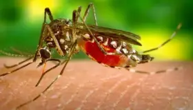 Aumentan a 89 las muertes por dengue en México