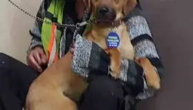 Captan a indigente llorando frente a su perrito atropellado