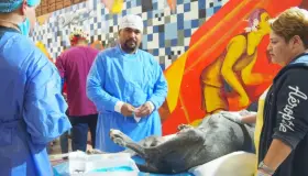 Esterilizan a casi 400 mascotas